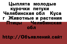 Цыплята, молодые курочки, петухи. - Челябинская обл., Куса г. Животные и растения » Птицы   . Челябинская обл.